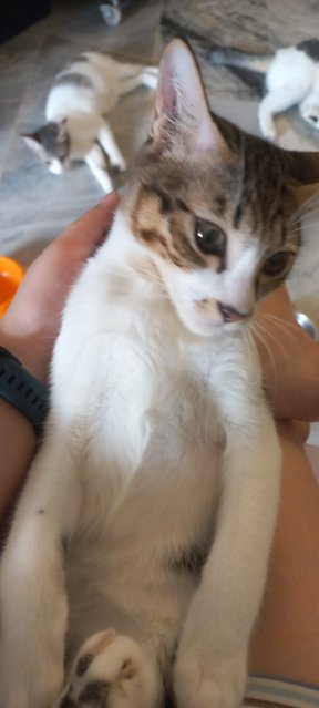 Anak Pocy - Domestic Short Hair Cat