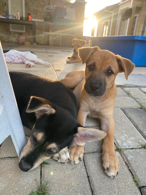 Binky - Mixed Breed Dog