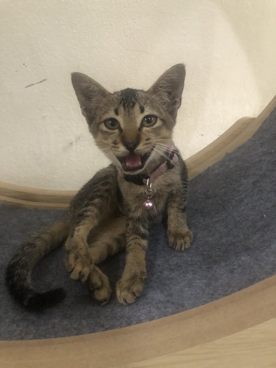 PF140969 - Tabby + Domestic Medium Hair Cat