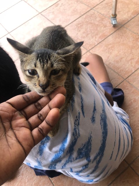 PF140969 - Tabby + Domestic Medium Hair Cat