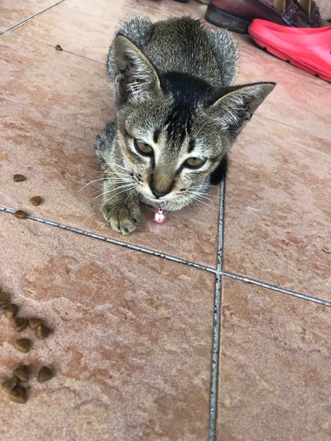 PF140969 - Tabby + Domestic Medium Hair Cat