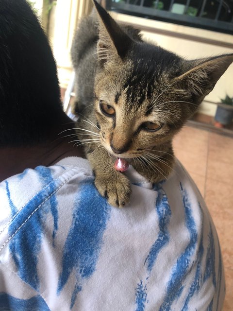 PF140969 - Tabby + Domestic Medium Hair Cat