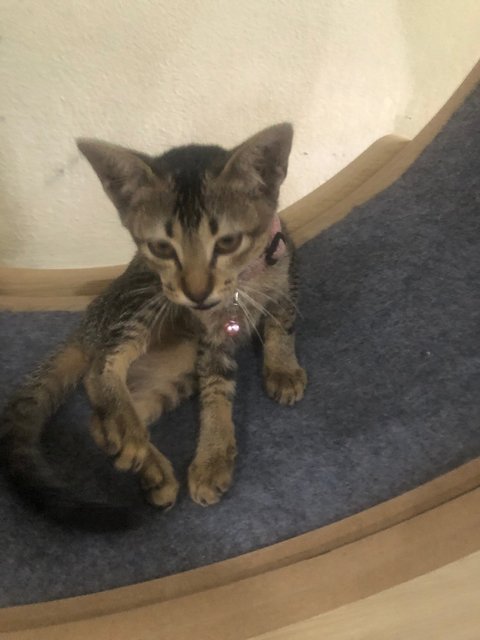 PF140969 - Tabby + Domestic Medium Hair Cat