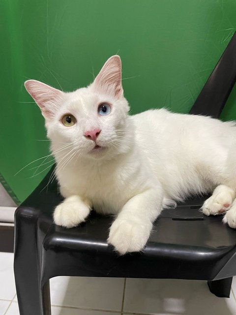 Mellow - Domestic Short Hair + Domestic Medium Hair Cat