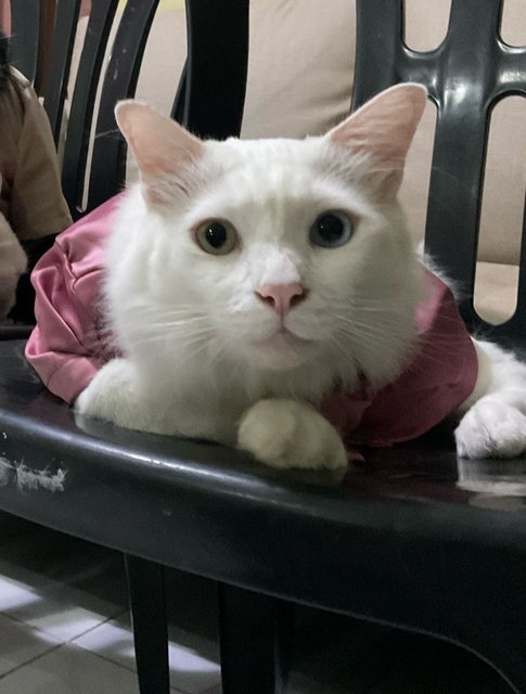 Mellow - Domestic Short Hair + Domestic Medium Hair Cat