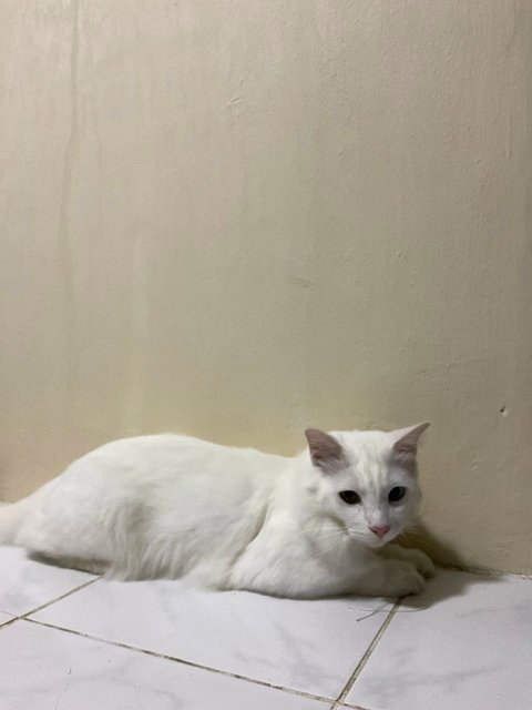 Mellow - Domestic Short Hair + Domestic Medium Hair Cat