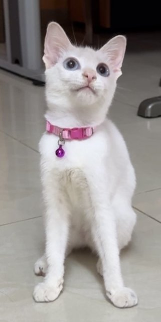 PF140973 - Domestic Short Hair Cat