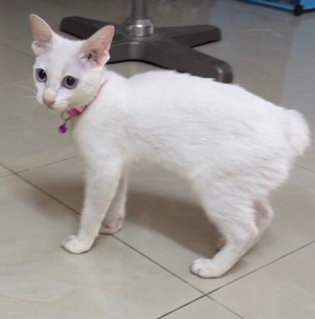 PF140973 - Domestic Short Hair Cat