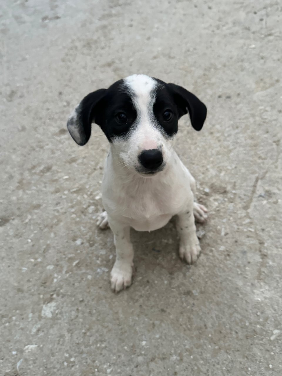 - - Mixed Breed Dog