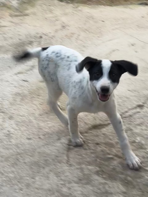 - - Mixed Breed Dog