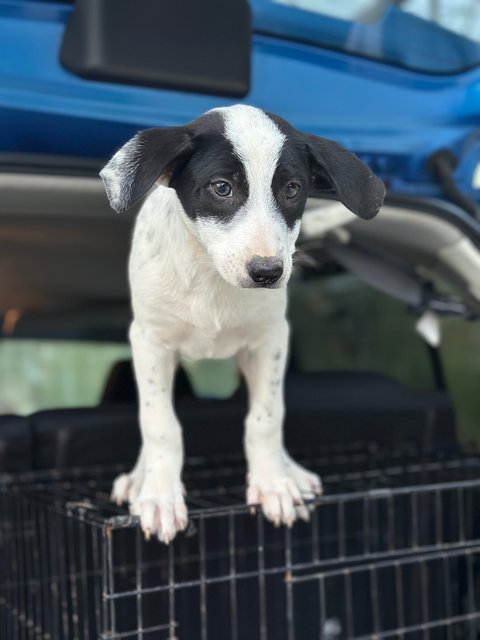 - - Mixed Breed Dog