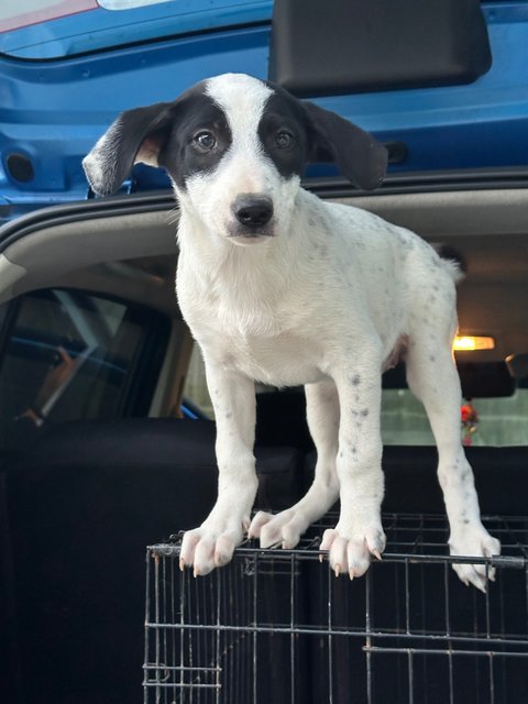 - - Mixed Breed Dog
