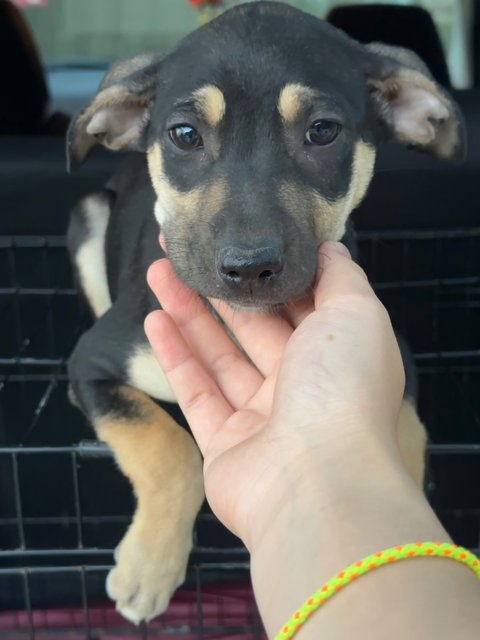 - - Mixed Breed Dog