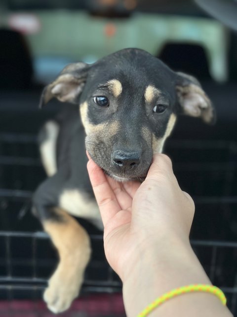 - - Mixed Breed Dog