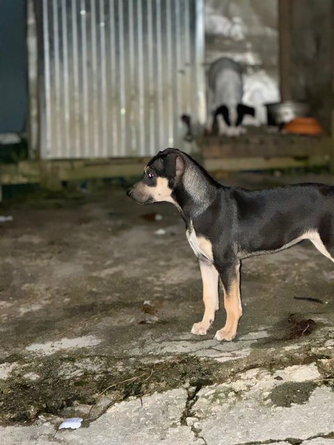 - - Mixed Breed Dog