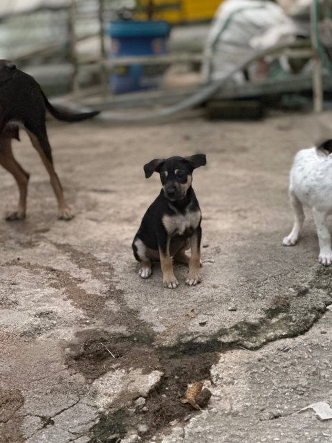 - - Mixed Breed Dog