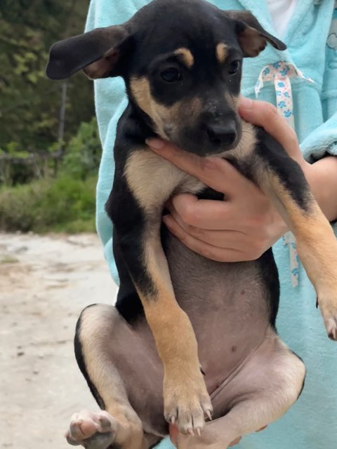 - - Mixed Breed Dog