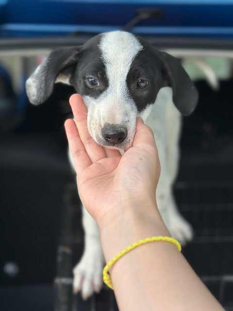 - - Mixed Breed Dog