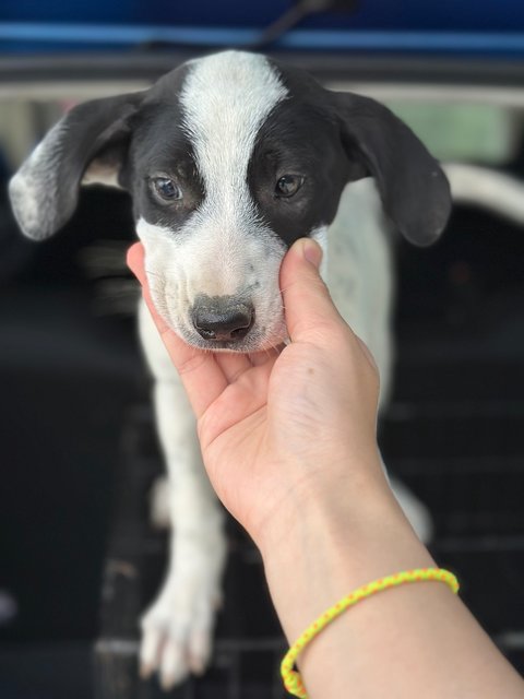 - - Mixed Breed Dog