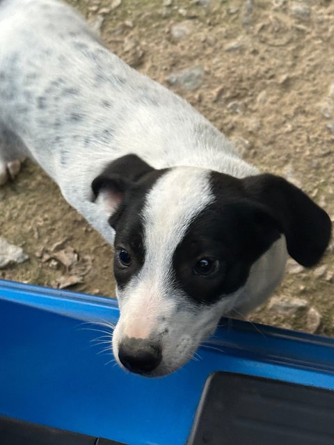 - - Mixed Breed Dog