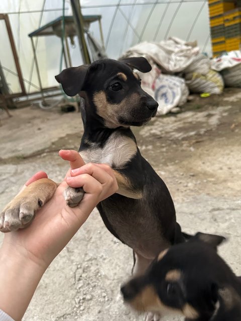 - - Mixed Breed Dog