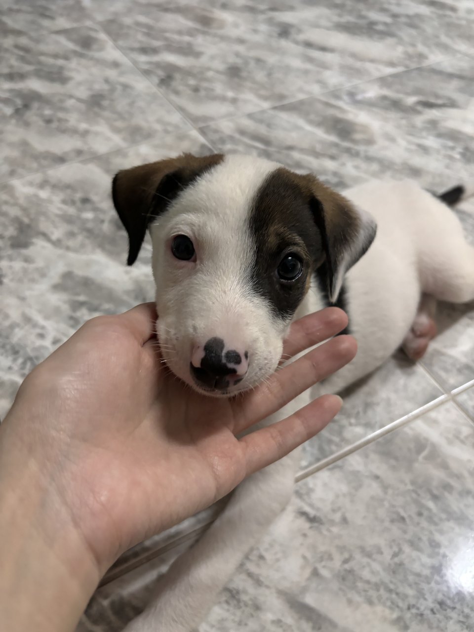 Cooper  - Jack Russell Terrier Mix Dog