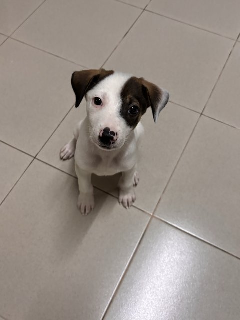 Cooper  - Jack Russell Terrier Mix Dog