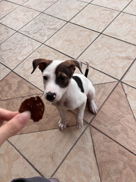 Cooper  - Jack Russell Terrier Mix Dog