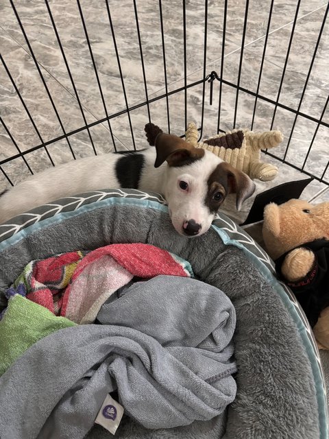 Cooper  - Jack Russell Terrier Mix Dog