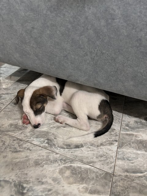 Cooper  - Jack Russell Terrier Mix Dog