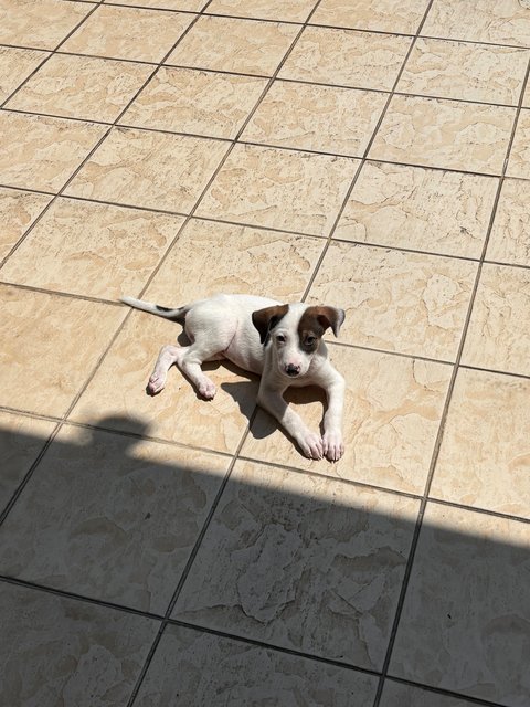 Cooper  - Jack Russell Terrier Mix Dog