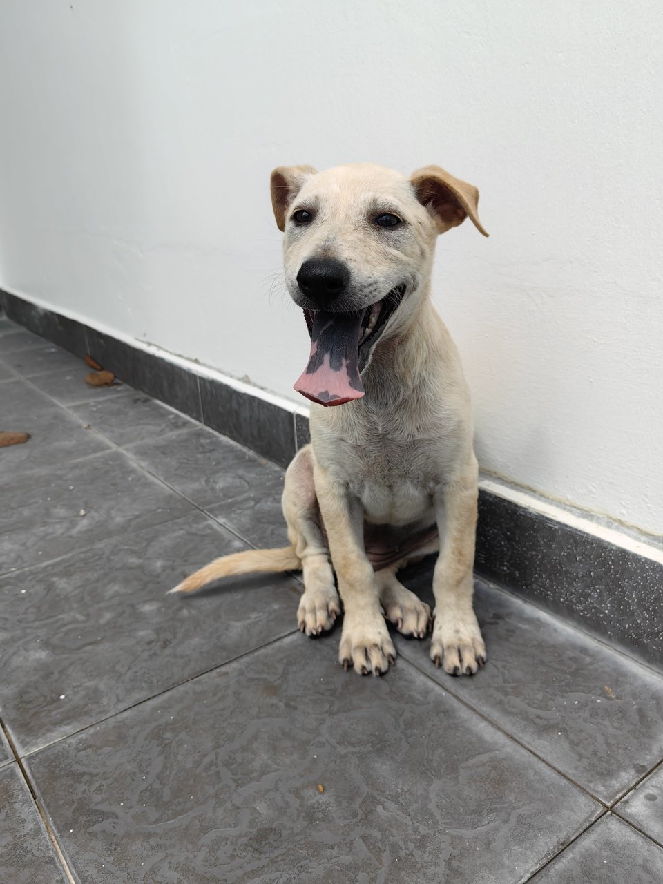 Minie - Mixed Breed Dog