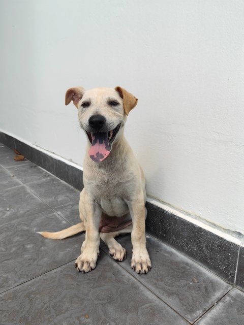 Minie - Mixed Breed Dog