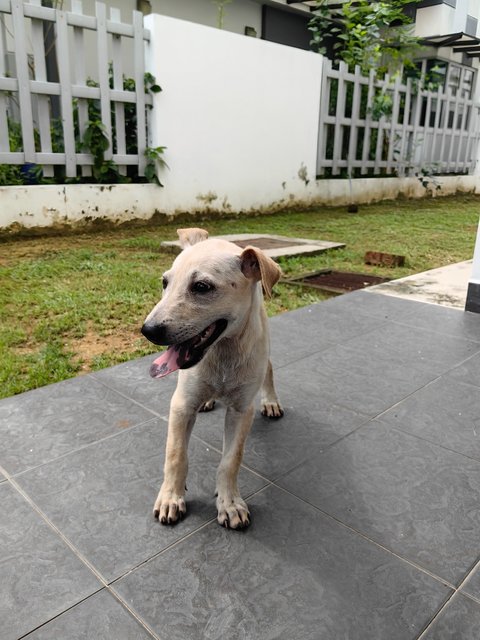 Minie - Mixed Breed Dog