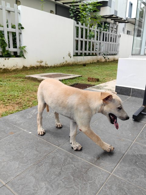 Minie - Mixed Breed Dog