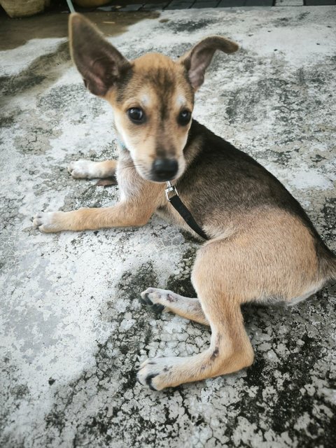 Foxy - Mixed Breed Dog