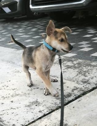 Foxy - Mixed Breed Dog