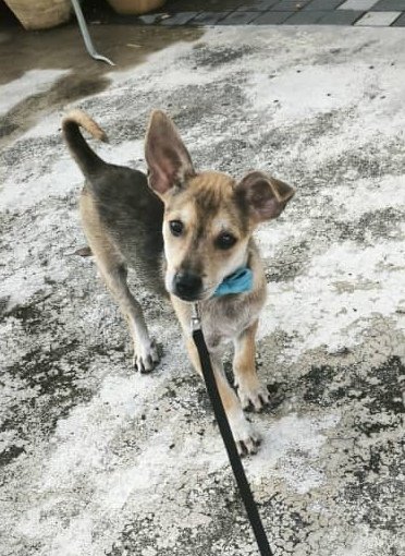 Foxy - Mixed Breed Dog