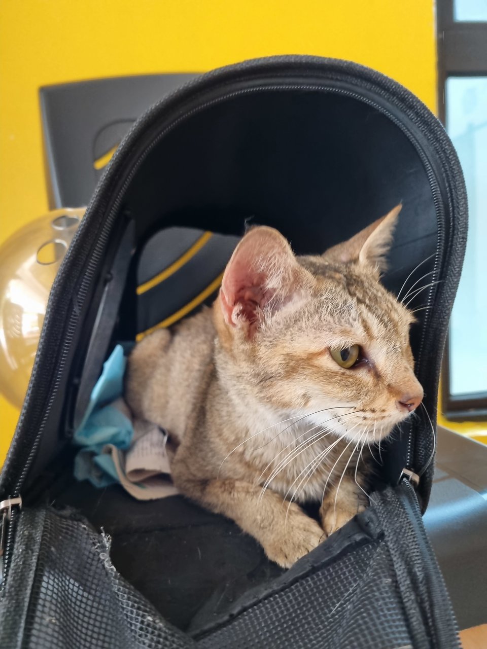 Dela - Tabby Cat