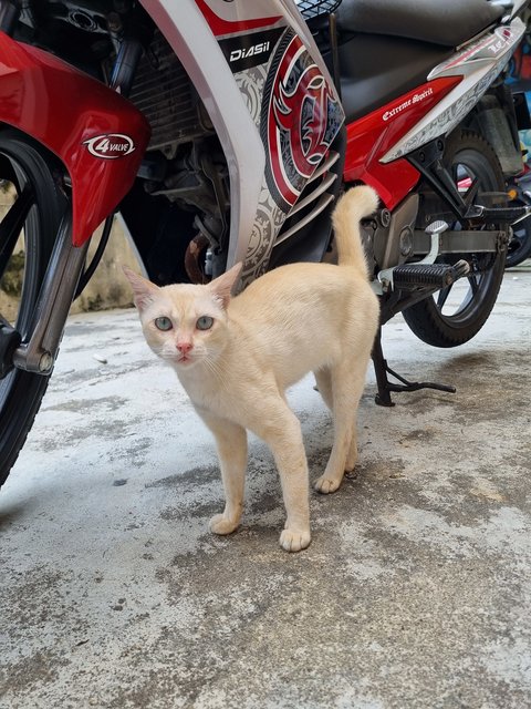Valen  - Domestic Short Hair Cat