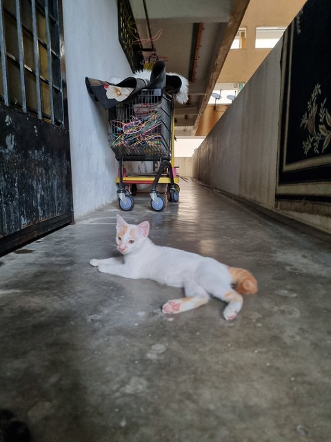 Delon - Domestic Short Hair Cat