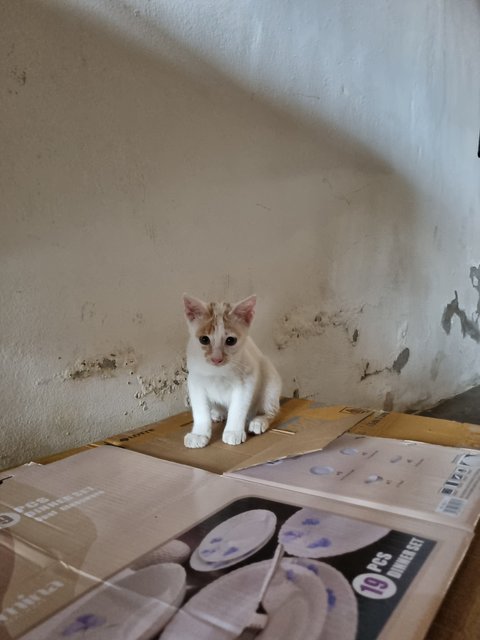 Delon - Domestic Short Hair Cat