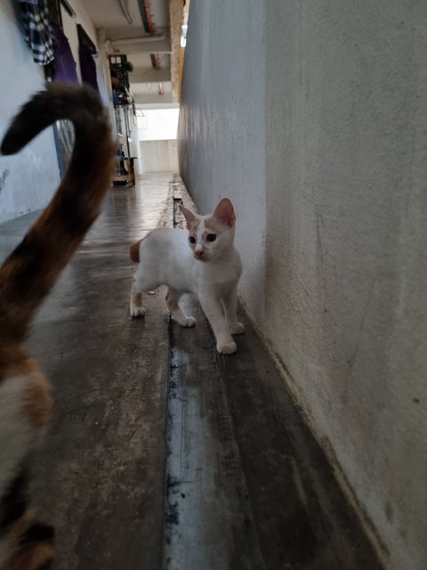 Delon - Domestic Short Hair Cat