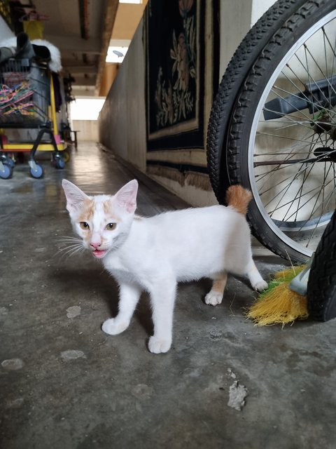 Delon - Domestic Short Hair Cat