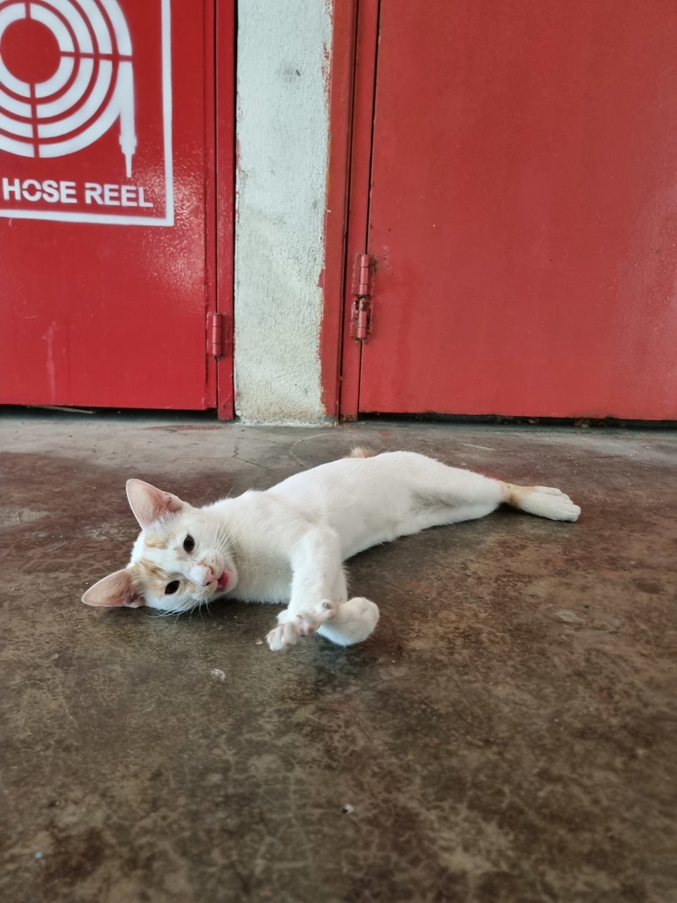 Delon - Domestic Short Hair Cat