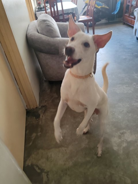 Mitchell  - Mixed Breed Dog