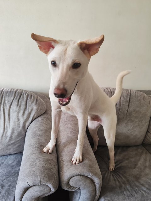 Mitchell  - Mixed Breed Dog