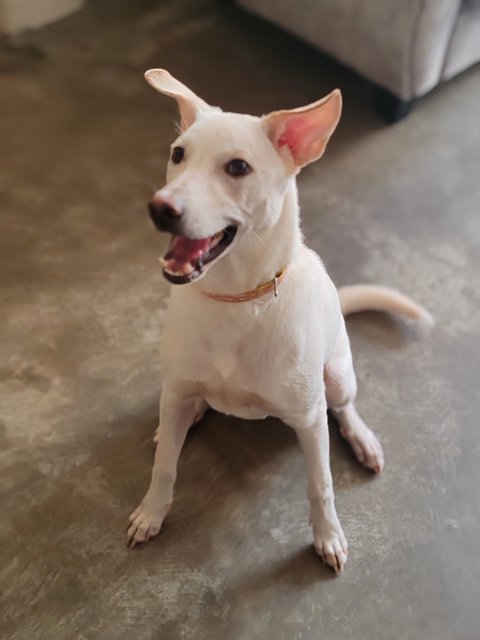 Mitchell  - Mixed Breed Dog
