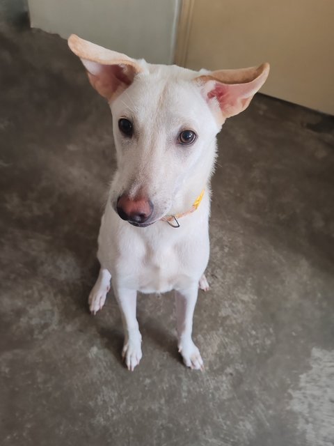 Mitchell  - Mixed Breed Dog