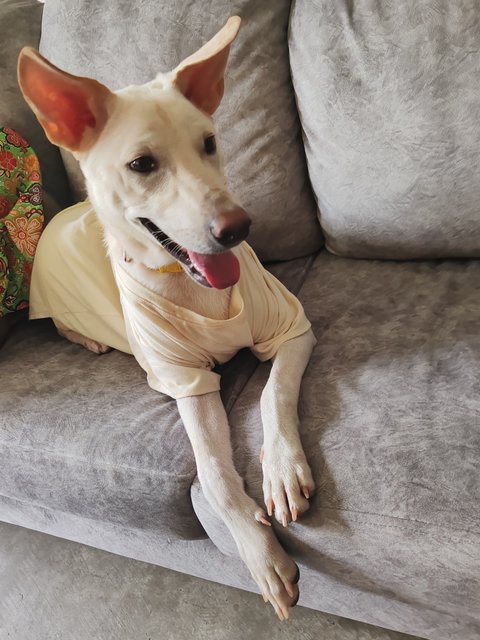 Mitchell  - Mixed Breed Dog